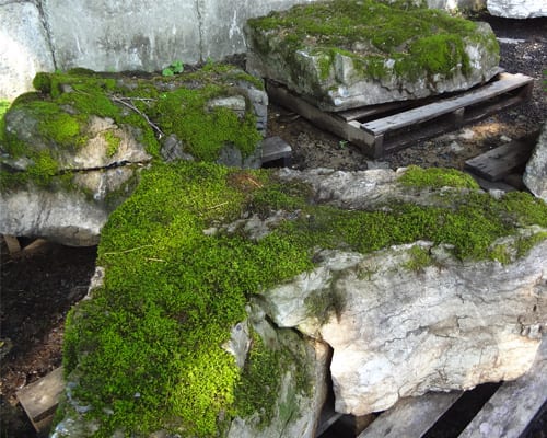 Another example of Moss Rock Pictures At Wicki Stone